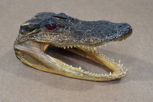 lot 268 image: Louisiana Taxidermy 6.5 Alligator Head