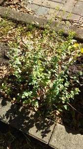lot 150 image: Cabin Tear-down Foliage and Patio Bricks