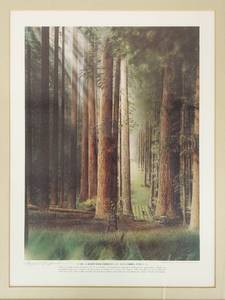 lot 17U image: Framed Redwood Forest No. 8 by L.H. Chapman Print