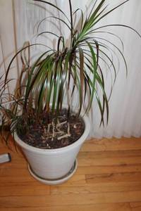lot 127 image: Large Indoor Potted Palm with Ceramic Planter