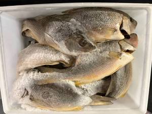 lot 130 image: E. lbs Whole Red Snapper