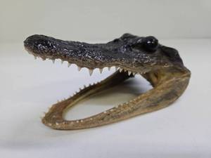 lot 222 image: Genuine Juvenile Taxidermy Alligator Head