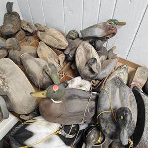 lot 65 image: Huge Lot 1920s Cork to 1950s Inflatable to Current DuckGoose Decoys(approx 50-60)