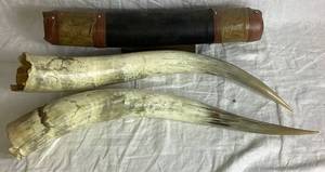 lot 354 image: Longhorn Steer Horns (need to be remounted) 65