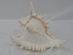 lot 57 image: Large Ramose Spiny Murex Decorative Seashell