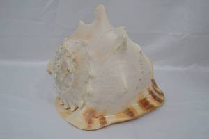 lot 105 image: Large Seashell