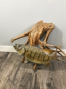 lot 328 image: Small Mouth Bass Wall Hanging Fish Mount on a Piece of Drift Wood