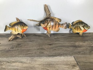 lot 329 image: 3 - Sunfish Wall Hanging Fish Mounts