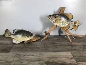 lot 330 image: 2 - Crappies Fish Mounts on Drift Wood