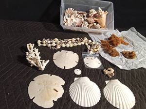 lot 93 image: Sand Dollars, coral, starfish, and shells