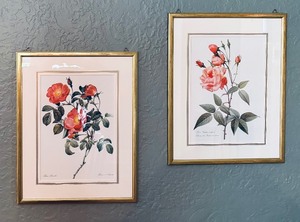 lot 22 image: Rosa Indica Vulgaris and Rosier d Amour Prints by Pierre-Joseph Redoute