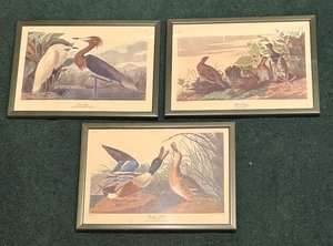 lot 16 image: Purple Heron, Shoveller Duck and Spruce Grouse Prints by John James Audubon
