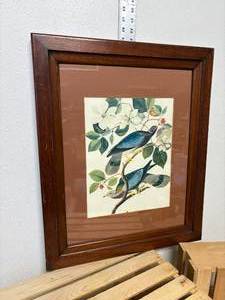 lot 68-J2025 image: Vintage Audubon Print  Banded Tail Pigeon No. 367 (c. 1940s)  Framed