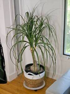 lot 14 image: Happy Healthy Live Plant  60 Tall Pony Tail