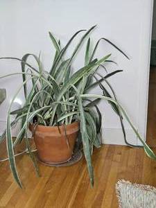 lot 13 image: Flourishing Live Plant  Mother in Law Snake Plant