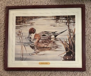 lot 102 image: Browsing Northern Pintails Print by South African Artist Willem Sternberg de Beer