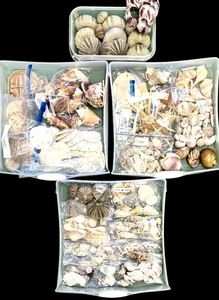lot 95 image: Assortment of Beautiful Seashells including Shell Frame, Apple Murox, Urchins, Scallops and More