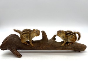 lot 284 image: Taxidermy Pair of Mounted Chipmunks on Driftwood