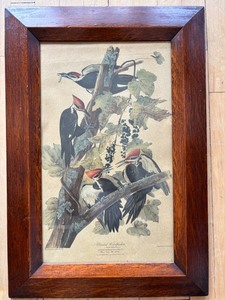 lot 378 image: 1948 Framed Pileated Woodpecker Print by R. Havell