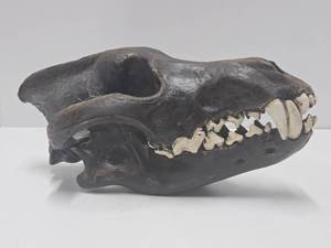lot 42 image: Vintage Chalkware or Plaster CastMold of a Skull