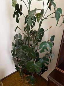 lot 19 image: Tall Artificial Monstera Plant in Ornate Brass Planter