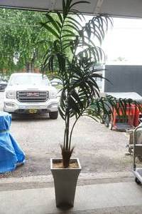 lot 351 image: Kentia Palm tree