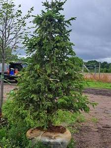 lot 1 image: Norway Spruce 6, Ball & Burlap