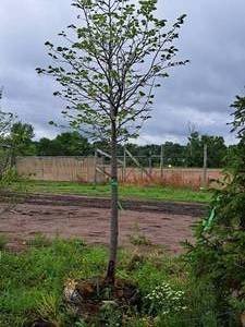 lot 2 image: Boulevard Linden Tilia Americana 2.5 caliper, Ball & Burlap SKU#7144
