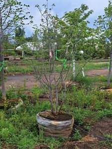 lot 3 image: Serviceberry Clump, Autumn Brilliance 6, Ball & Burlap SKU#6492