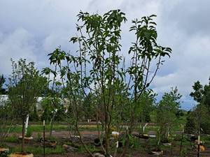 Spring Snow Crabapple Malus Spring Snow 1.75" caliper, Ball & Burlap SKU#1842