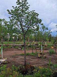 lot 6 image: Boulevard Linden Tilia Americana 2.5, Ball & Burlap SKU#7144