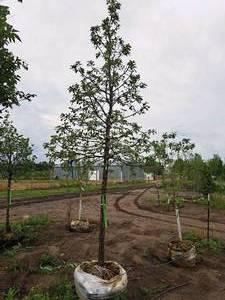 lot 11 image: Swamp White Oak Quercus bicolor,3 caliper, Ball & Burlap SKU#2432