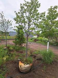 lot 15 image: Boulevard Linden Tilia Americana 2.5 caliper, Ball & Burlap SKU#7144