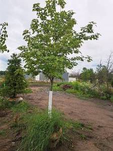 lot 16 image: Scarlet Jewell Red Maple Acer Rubrum Bailcraig 2.5 caliper, Ball & Burlap SKU#6084