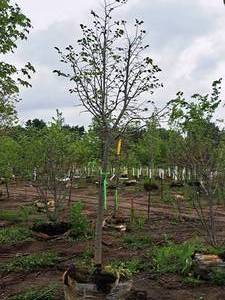 lot 18 image: Boulevard Linden Tilia Americana 2.5 caliper, Ball & Burlap SKU#7144