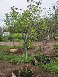 lot 20 image: Japanese Tree Lilac Syringa Reticulata Ball & Burlap SKU#470