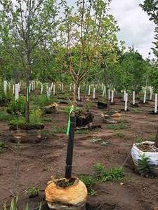lot 21 image: Malus Spring Snow Crabapple 1.5 caliper, Ball & Burlap SKU#371