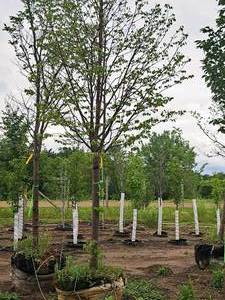 lot 23 image: Harvest Gold Linden Tilia x Mongolica 3 caliper, Ball & Burlap SKU#1445