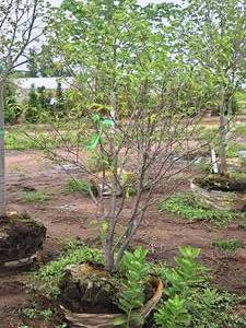 lot 30 image: Serviceberry Clump, Autumn Brilliance 6, Ball & Burlap SKU#6492
