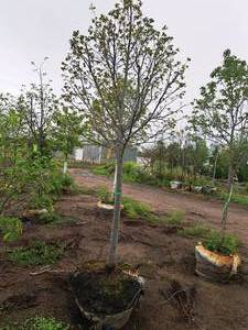 lot 31 image: Linden, Redmond Tilia Americana 3 caliper, Ball & Burlap SKU#1554