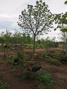 lot 34 image: Linden, Boulevard Tilia Americana 3 caliper, Ball & Burlap SKU#7145
