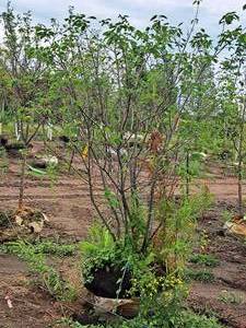 lot 35 image: Serviceberry Clump, Autumn Brilliance 6, Ball & Burlap SKU#6492
