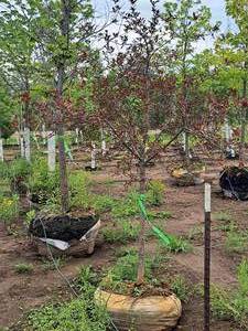lot 37 image: Royal Raindrops Crabapple Malus JFS-KW5 1.5 caliper, Ball & Burlap SKU#7861