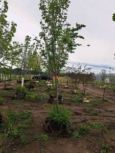 lot 43 image: Armstrong Maple Acer Rebrum Armstrong 2.5, Ball & Burlap SKU#6024