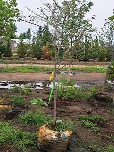 lot 46 image: Serviceberry, Autumn Brilliance Amerlanchier x Grandiflora 2, Ball & Burlap SKU#7063