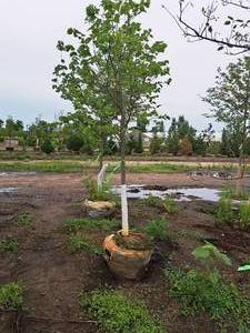 lot 47 image: Redmond Linden Tilia Americana Redmond 2.5 caliper, Ball & Burlap SKU#1553