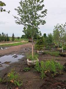 lot 49 image: Scarlet Jewell Red Maple Acer Rubrum Bailcraig 2.5 caliper, Ball & Burlap SKU#6084