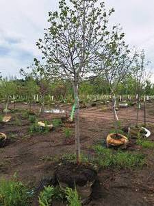 lot 50 image: Boulevard Linden Tilia Americana 2.5 caliper, Ball & Burlap SKU#7144