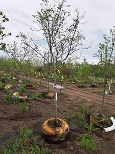 lot 51 image: Serviceberry, Autumn Brilliance Amerlanchier x Grandiflora 2 caliper, Ball & Burlap SKU#7063