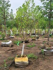 lot 53 image: Spring Snow Crabapple Malus Spring Snow 1.75 Caliper Ball & Burlap